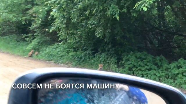 Щенки лисицы