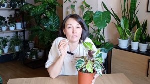 💥Пересадка уценённой калатеи Вайт Фьюжн + все секрет?