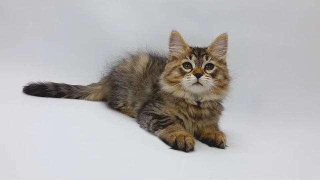 Купить сибирскую кошку по имени Лапушка из Питомника ?