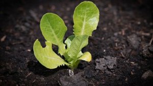 Как вырастить свежую зелень на подоконнике в декабре?