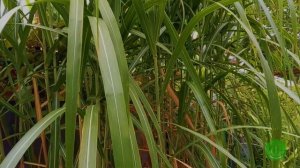 Мискантус гигантский (Miscanthus giganteus)