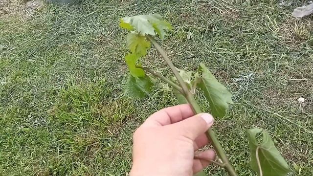 ВИНОГРАД. ЖИРУЮЩИЕ КУСТЫ. смотреть онлайн