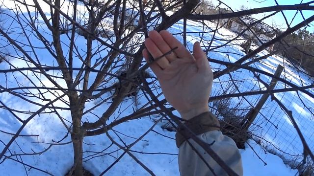 Коротко по обрезке, обрезка вишни, зимняя обрезка. смотреть онлайн
