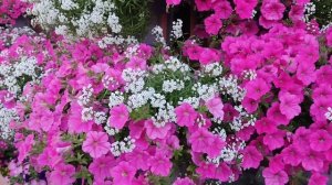 Петуниевые деревья. Опера Суприм Роуз. Новый сезон всё