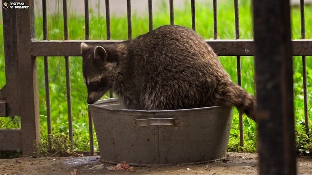 Енот моет рыбку перед едой. Барнаульский зоопарк
