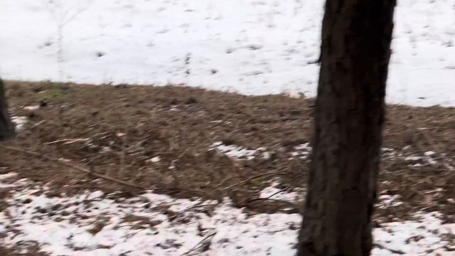 МЕДОНОСНЫЕ ПЧЕЛЫ И СЕМЕЙСТВО КУНЬИХ. смотреть онлайн