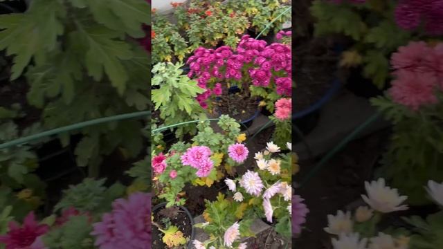 А хризантема все цветет #саженцы #дача #растения #хриза смотреть онлайн
