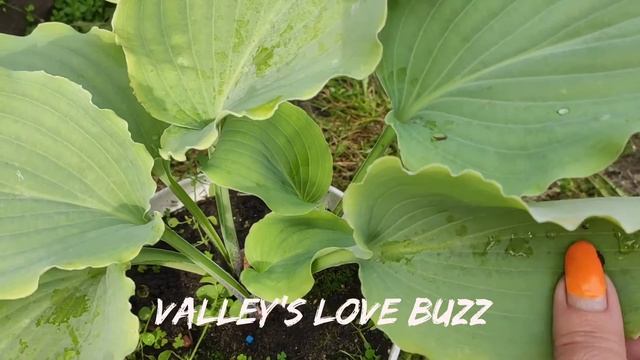 Новинка прошлого года голубая хоста Valley's Love Buzz#hosta #хос смотреть онлайн