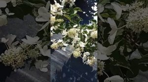 Метельчатые гортензии на Северо-Западе. Дегудо, Пинк Л