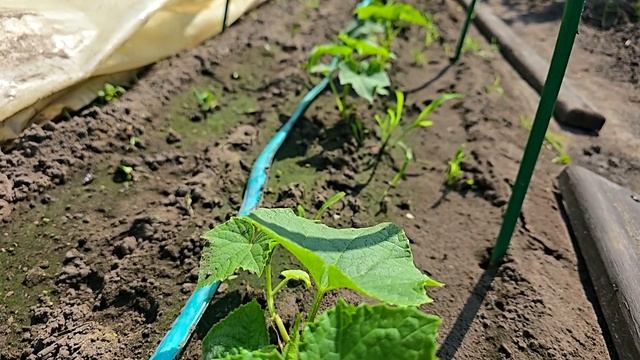 3 Капли и ОГУРЦОВ нарастает тонна, огурцы обильно запл? смотреть онлайн