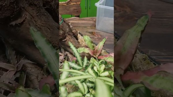 Бромелиевое дерево. Криптантусы. Bromelia. Обзор растений