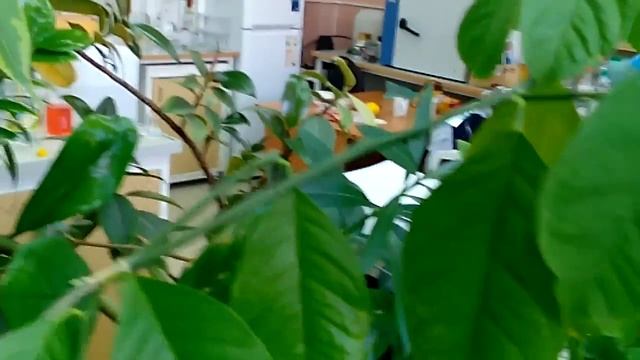Кольцевание и перетяжка лимона для цветения смотреть онлайн