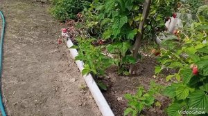 Малиновое дерево - прекрасное и нужное приобретение