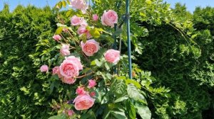 #KissmeKate  #climbing #КиссМиКейт #плетистыерозы Ароматная #роз