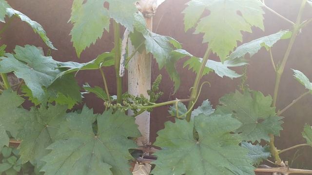 27 апреля 2024 г. виноград Еверест Херсон 👍🍇🇺🇦