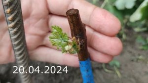 прививка винограда весной 15 март