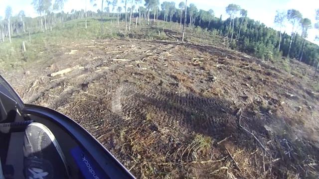 Посадка на вырубку