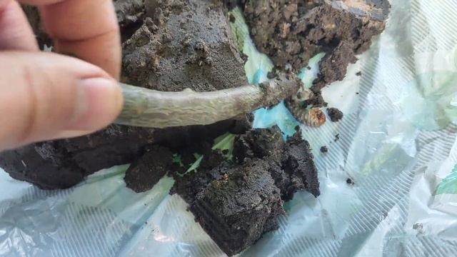 МЕТАРИЗИУМ + БОВЕРИЯ против личинок хруща. Работает ил