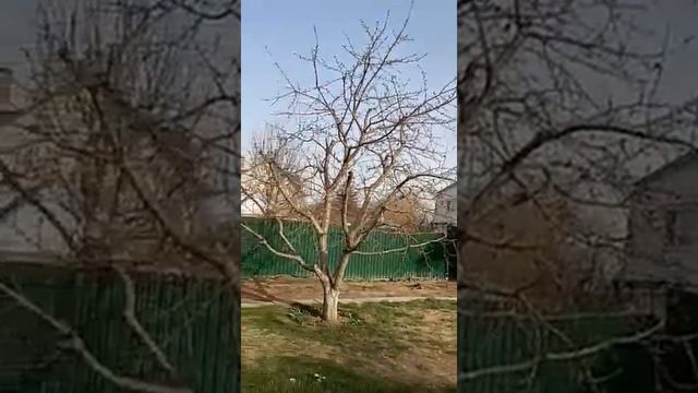 Опрыснуть деревья от вредителей смотреть онлайн