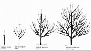 СПОСОБЫ ФОРМИРОВАНИЯ КРОНЫ ПЛОДОВЫХ РАСТЕНИЙ