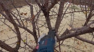 Формирующая обрезка абрикоса который рос без ухода