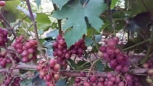 Виноград -- Супер вишня  ((( очень раннего созревания )))