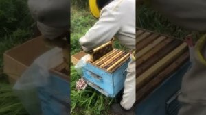 Подготовка пчел к зиме. Обязательные работы в улье.