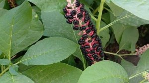 ✨️Ядовитая красота,-или что скрывает Лаконос🌱