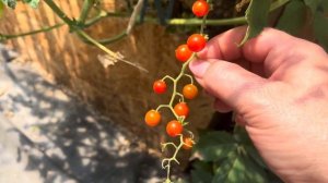 ТОМАТ ЧЕРРИ « СВИТ ПИА»