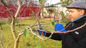 Обрезка яблони.  На что нужно обратить внимание.