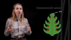 Жизненный цикл голосеменных | Биология