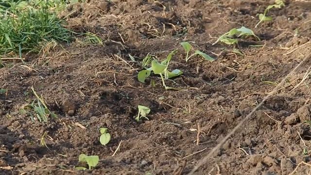 "ТАБАК - высадка рассады в грунт" 3 серия - 2 часть "Сады п смотреть онлайн