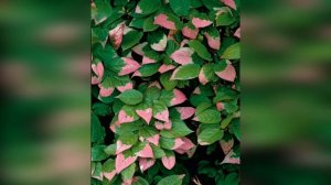 Актинидия Доктор Шимановский