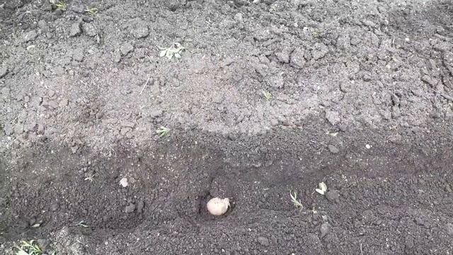 Как посадить картошку одной легко и быстро? Посадка ка смотреть онлайн