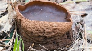 ЭТОТ ГРИБ ЛЕЧИТ ПОЧТИ ВСЕ БОЛЕЗНИ. Саркосома шаровидн?