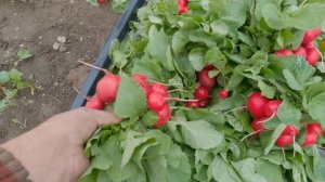 Редиска как бизнес? Стоит или нет заниматься?