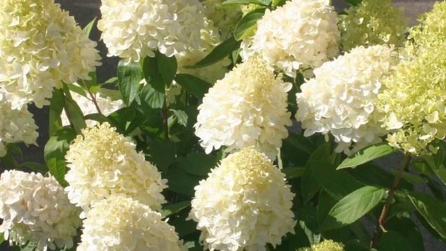 🌺МЕТЕЛЬЧАТАЯ ГОРТЕНЗИЯ: сорта которые не развалятся смотреть онлайн