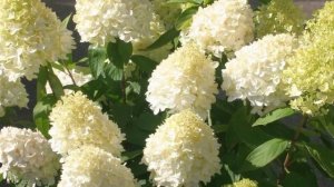 🌺МЕТЕЛЬЧАТАЯ ГОРТЕНЗИЯ: сорта которые не развалятся