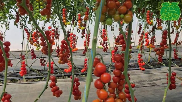 Огляд гібридів томата чері в теплиці. ЧАСТИНА №1 - стан