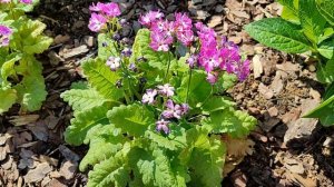 Обрезка примул после цветения🌺