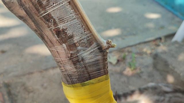 Результаты прививок на старый куст черенком смотреть онлайн