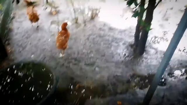 Во что утки превратили хоздвор - проливные дожди утки ? смотреть онлайн