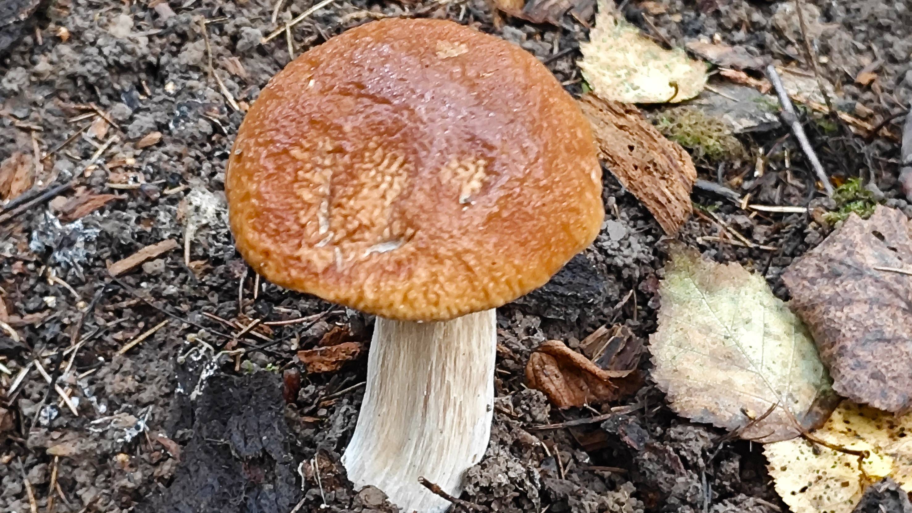 Охота за белыми