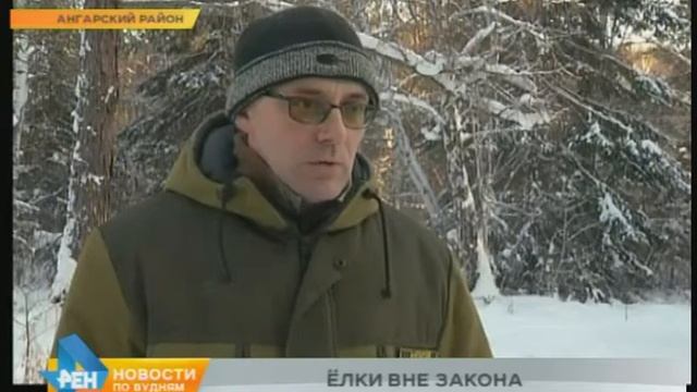 Рейды по выявлению желающих незаконно срубить ель про