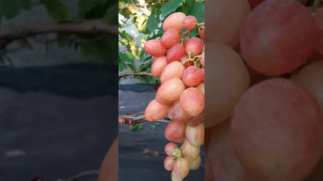 Удивительный Басанти смотреть онлайн