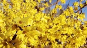 12 ТЕНЕВЫНОСЛИВЫХ кустарников, которые вырастут даже у