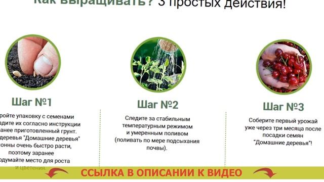 😎 Самые неприхотливые комнатные растения для кварти?