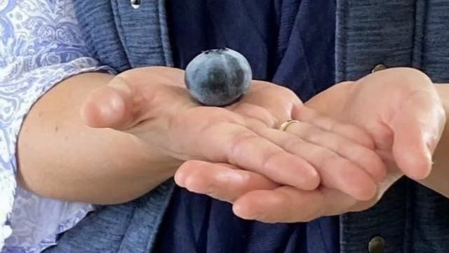 ГОЛУБИКА. РЕКОРДНЫЕ УРОЖАИ! КАК? смотреть онлайн