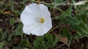 22 марта Сорок Святых. Что нельзя делать 22 марта Сорок С