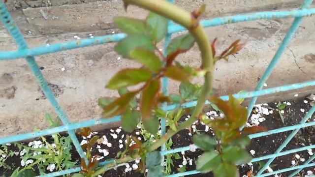 «Дынюшка», розы, «Даренка», кашпо на 15.05.19